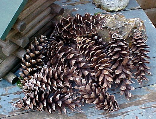Fresh Harvest White Pine Pinecones 15+, Moose-R-Us.Com Log Cabin Decor
