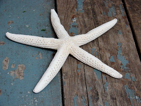 5&#8243; White Sugar Starfish Tropical Wedding Decoration, Moose-R-Us.Com Log Cabin Decor