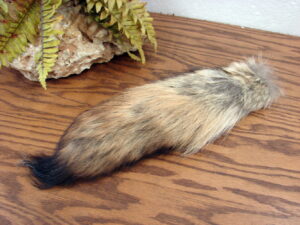 Native American Shield Kit Coyote Tails Coyote Face, Moose-R-Us.Com Antiques Collectibles Log Cabin Decor