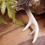 Detailed Miniature Moose Palm and Deer Antler Ornament - Image 5