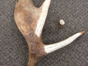 Antler Decor