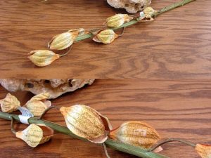 Natural Realistic Seed Milkweed Pod Pick 32"