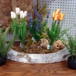 Spring Flowers Blush Orange Mini Tulip Bush with Grass - Image 3