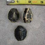 Musk Shells Stinkpot Hatchling Real Turtle Shell for Crafts