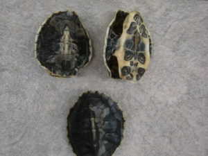 Musk Shells Stinkpot Hatchling Real Turtle Shell for Crafts