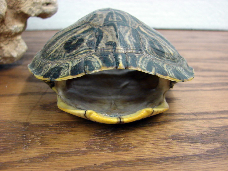 Red Ear Slider Plus Real Common Turtle Shell for Crafts, Moose-R-Us.Com Log Cabin Decor