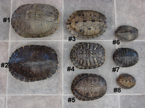 tortoise shells for sale