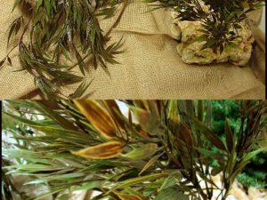 Bamboo Bush Pick or Hanging Bush Greenery Silk Flower Arrangement Filler