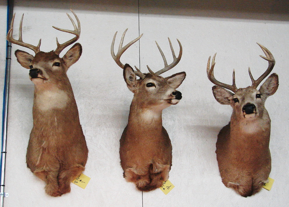Taxidermy Trophy Whitetail Deer 12 Point Buck Shoulder Mount MooseR