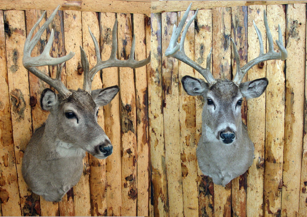 Taxidermy Trophy Whitetail Deer 12 Point Buck Shoulder Mount MooseR