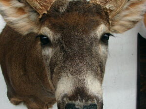 White Tail Deer Trophy Taxidermy Shoulder Mount