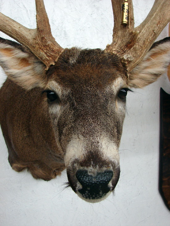 White Tail Deer Trophy Taxidermy Shoulder Mount, Moose-R-Us.Com Log Cabin Decor