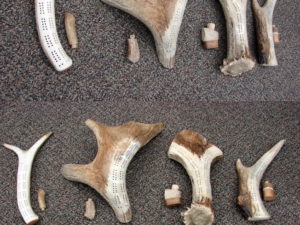 Real Moose and Elk Antler Cribbage Board