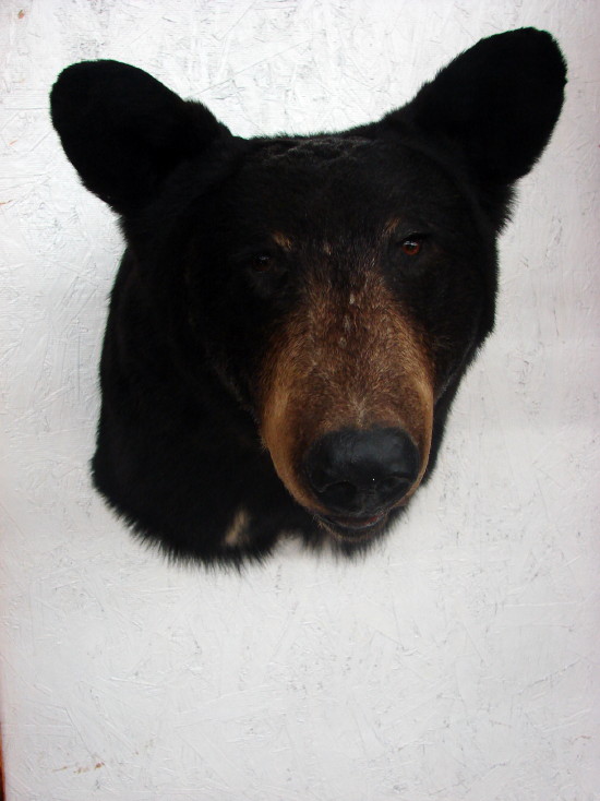 Real Black Bear Shoulder Mount Taxidermy Wall Mount, Moose-R-Us.Com Log Cabin Decor