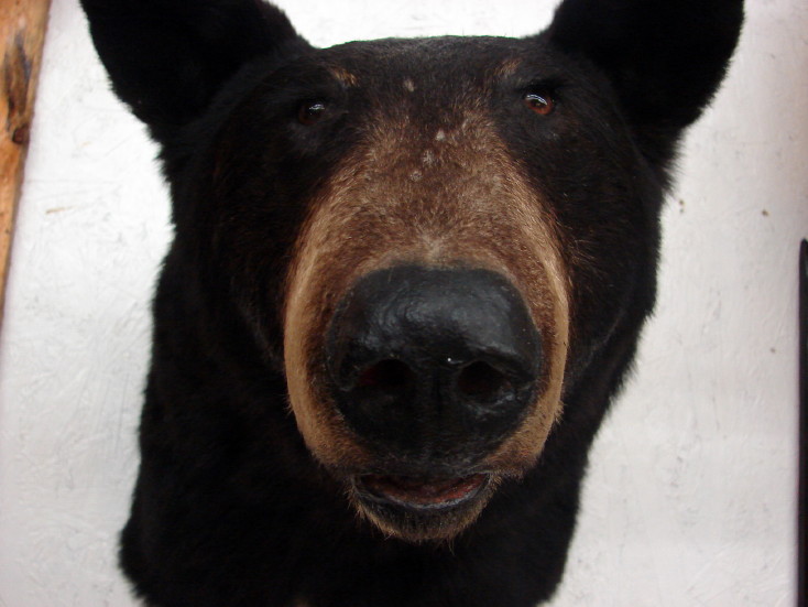 Real Black Bear Shoulder Mount Taxidermy Wall Mount, Moose-R-Us.Com Log Cabin Decor