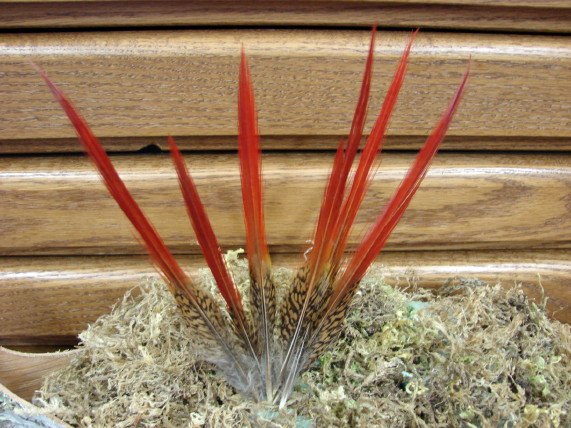 Real Golden Pheasant Red Top Tail Feathers Set 12, Moose-R-Us.Com Log Cabin Decor