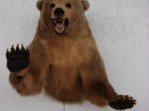 kodiak bear taxidermy for sale