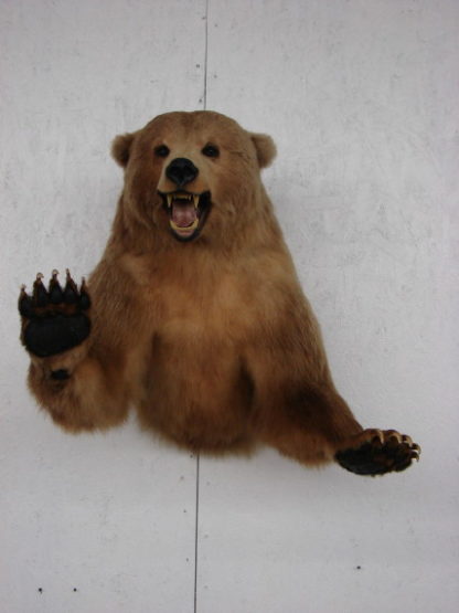 kodiak bear taxidermy for sale
