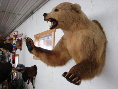 kodiak bear taxidermy for sale