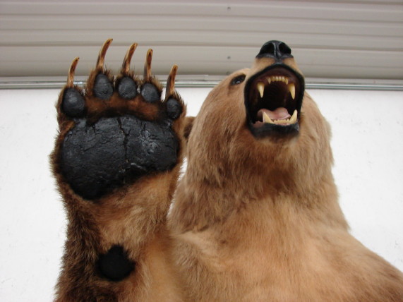 kodiak bear taxidermy for sale