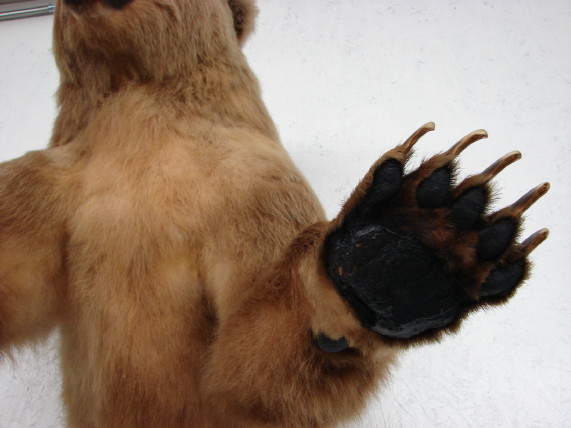 kodiak bear taxidermy for sale