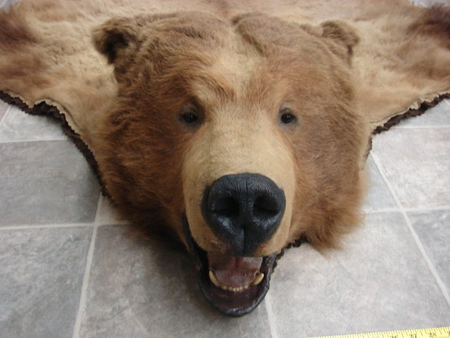 kodiak bear taxidermy for sale