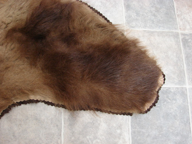 kodiak bear taxidermy for sale