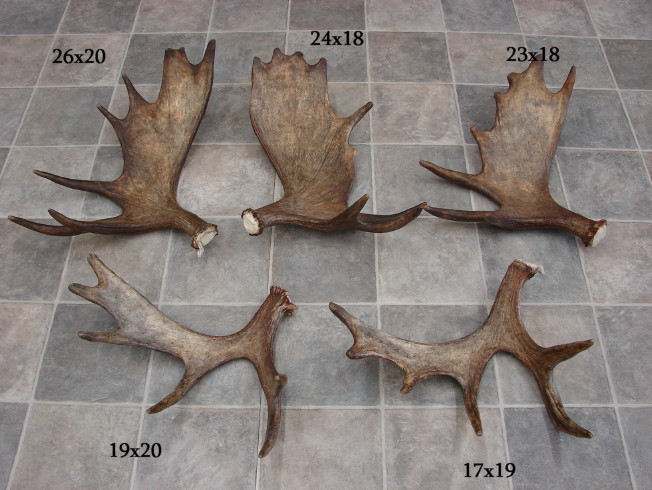 Natural Real Antlers