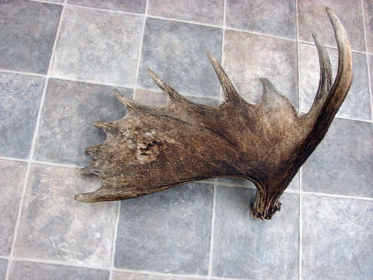 Real Moose Antler Shed Upright Standing Crafts Log