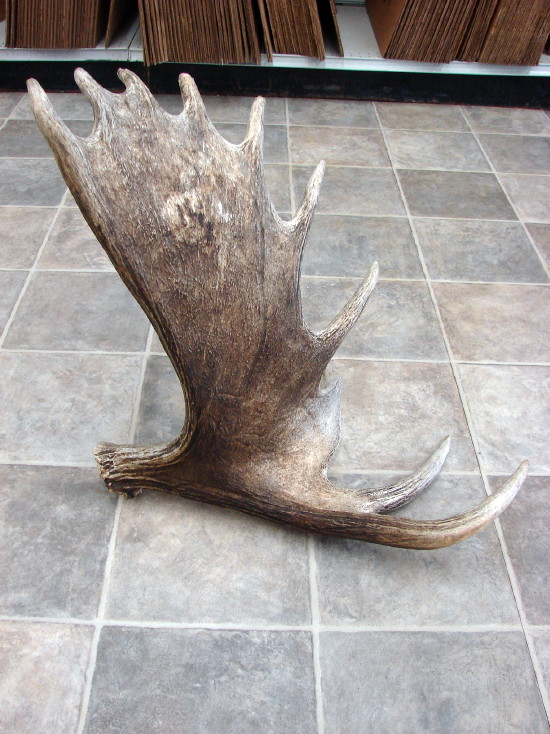 Real Moose Antler Shed Upright Standing Crafts Log