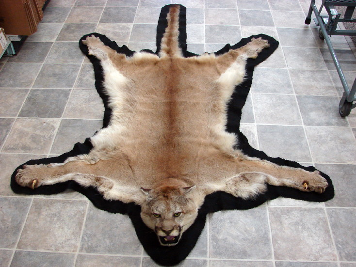 Real Mountain Lion Cougar Taxidermy Fur Pelt Rug Wall Hanging, Moose-R-Us.Com Log Cabin Decor