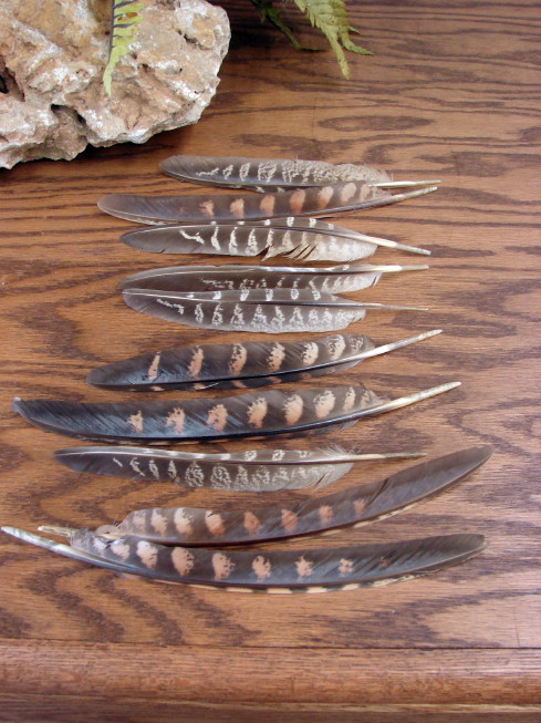 Real Ringneck Pheasant Feather Quills 10 Piece Feathers, Moose-R-Us.Com Log Cabin Decor