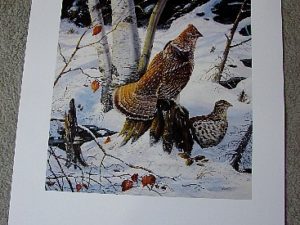Doughty Cedar Swamp Refuge Ruffed Grouse Print