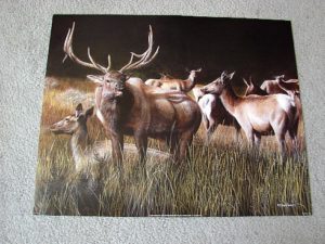 Kevin Daniel The Gathering Elk Print