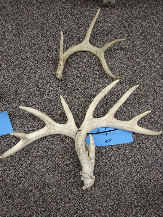Huge Real Deer Antler Pairs Trophy Sheds Rustic Lodge Decor Handles, Moose-R-Us.Com Log Cabin Decor