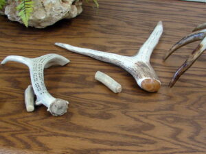 Real Carved Elk Deer Antler Cribbage Board Brass Pegs