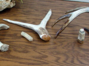 Real Antlers Carved Elk Deer Antler Cribbage Board Brass Pegs