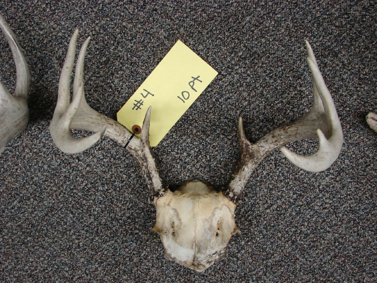 Real Deer Antler Pairs Sheds Racks Non Typical 9-10&#8243;, Moose-R-Us.Com Log Cabin Decor