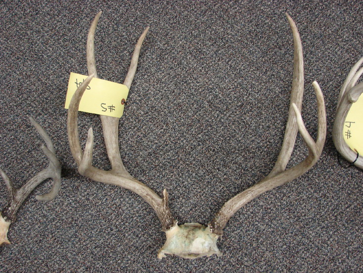 Real Deer Antler Pairs Sheds Racks 7 and 8 Point, Moose-R-Us.Com Log Cabin Decor