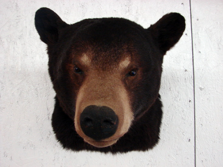 grizzly bear shoulder mount
