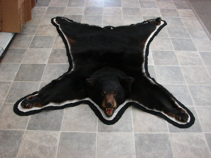 Taxidermy Real Black Bear Rug Small Size Black White Felt MooseRUs