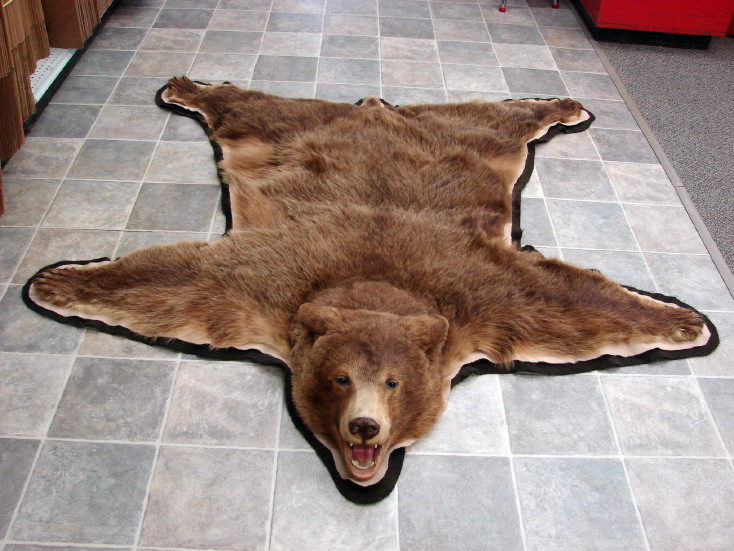 real bear taxidermy