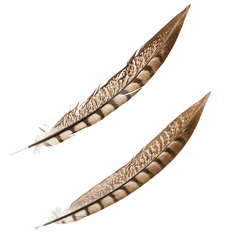 Real Lady Amherst Pheasant Feathers Tail Feather Set/2 -  Log  Cabin Decor