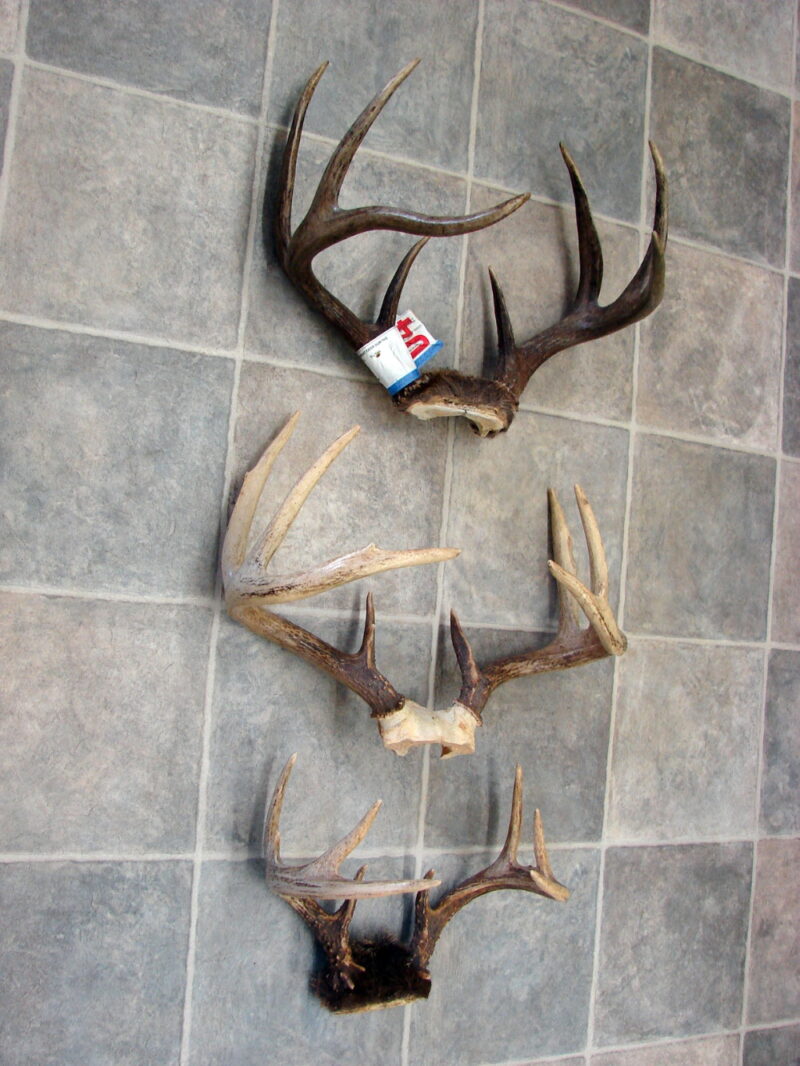Real Deer Antler Pairs Hunt Shed Rustic Lodge Decor Crafts, Moose-R-Us.Com Log Cabin Decor