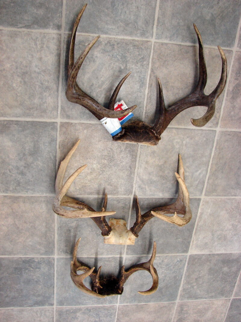 Real Deer Antler Pairs Hunt Shed Rustic Lodge Decor Crafts, Moose-R-Us.Com Log Cabin Decor