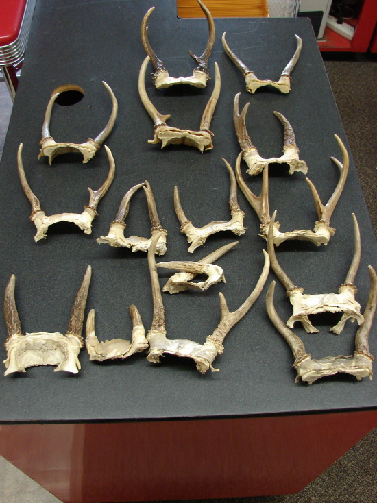 Real Deer Antler Pairs Hunt Shed Rustic Lodge Decor Crafts MooseRUs