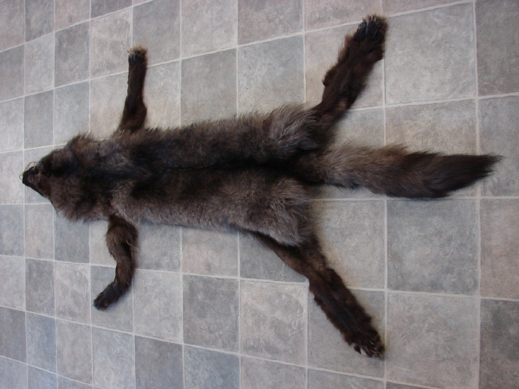 Premium Huge Black Silver Wolf Pelt Tanned Taxidermy from Alaska