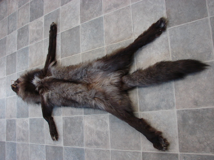 Premium Huge Black Silver Wolf Pelt Tanned Taxidermy from Alaska