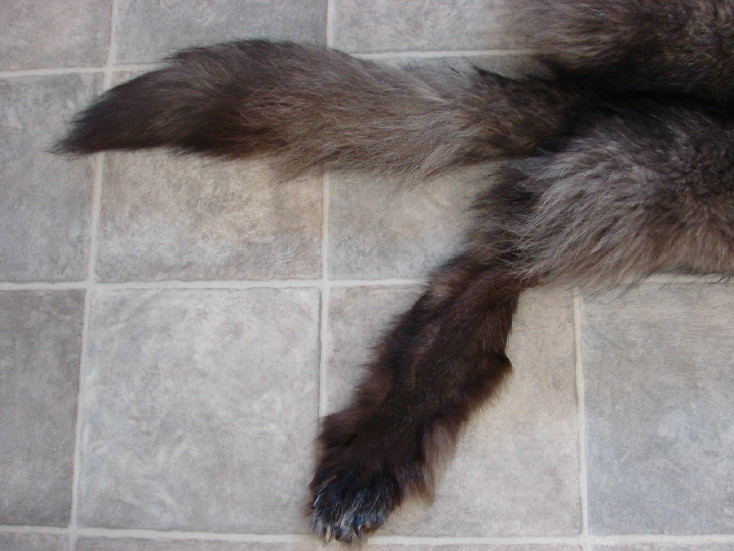 Premium Huge Black Silver Wolf Pelt Tanned Taxidermy from Alaska