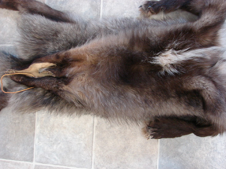 Premium Huge Black Silver Wolf Pelt Tanned Taxidermy from Alaska